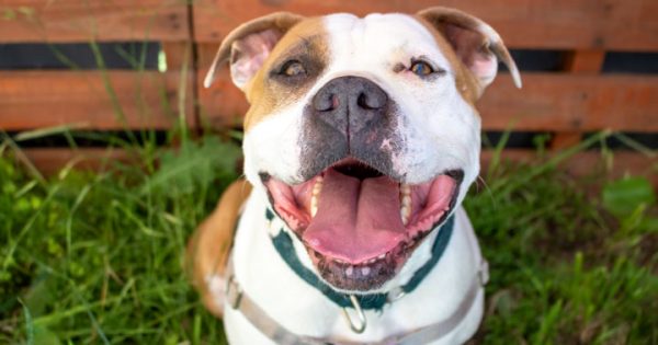 RSPCA’s Pets of the Week – Tinkerbelle & Hercule Poirat