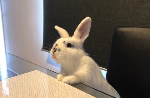 Meet the pets from the RSPCA that made lockdown livable and lovable