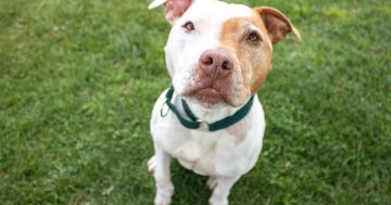 RSPCA’s Pets of the Week – Axe & Thea