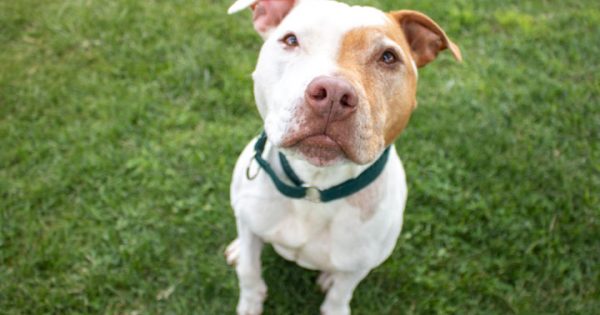RSPCA’s Pets of the Week – Axe & Thea