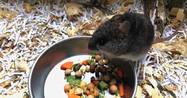 An injection of cash set to save endangered mice in our backyard