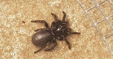 Funnel-web spider crawls into Goulburn mother's backyard