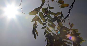Summer heatwave set to fire up weekend temperatures and fire danger