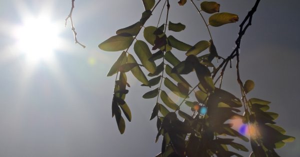 Summer heatwave set to fire up weekend temperatures and fire danger