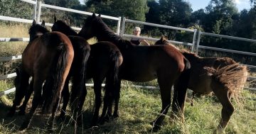 Tallong residents coordinate rescue of brumbies and call for government incentives