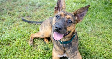 RSPCA’s Pets of the Week – Beanie & Mickey