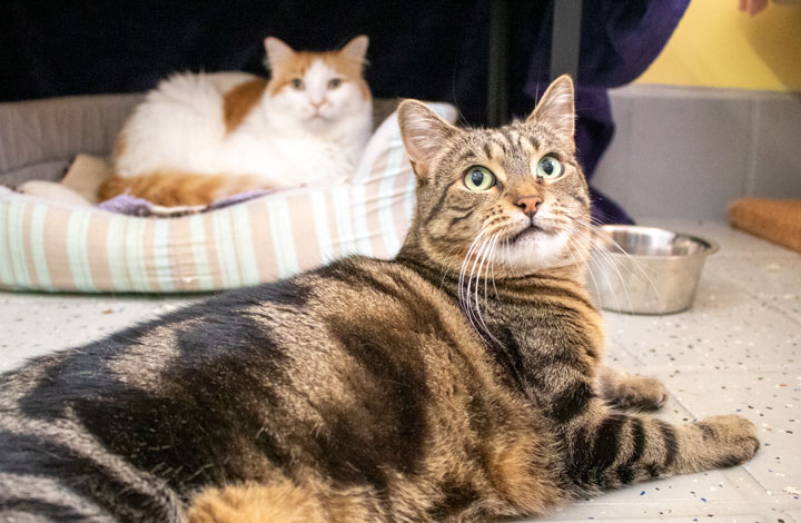 Blaze and Bella