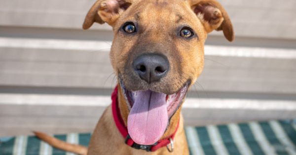 RSPCA’s Pets of the Week – Joey & Jeremiah