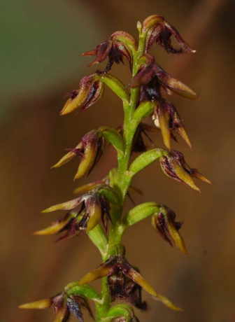 The Brindabella Midge Orchid that is found in one area of Namadgi National Park.