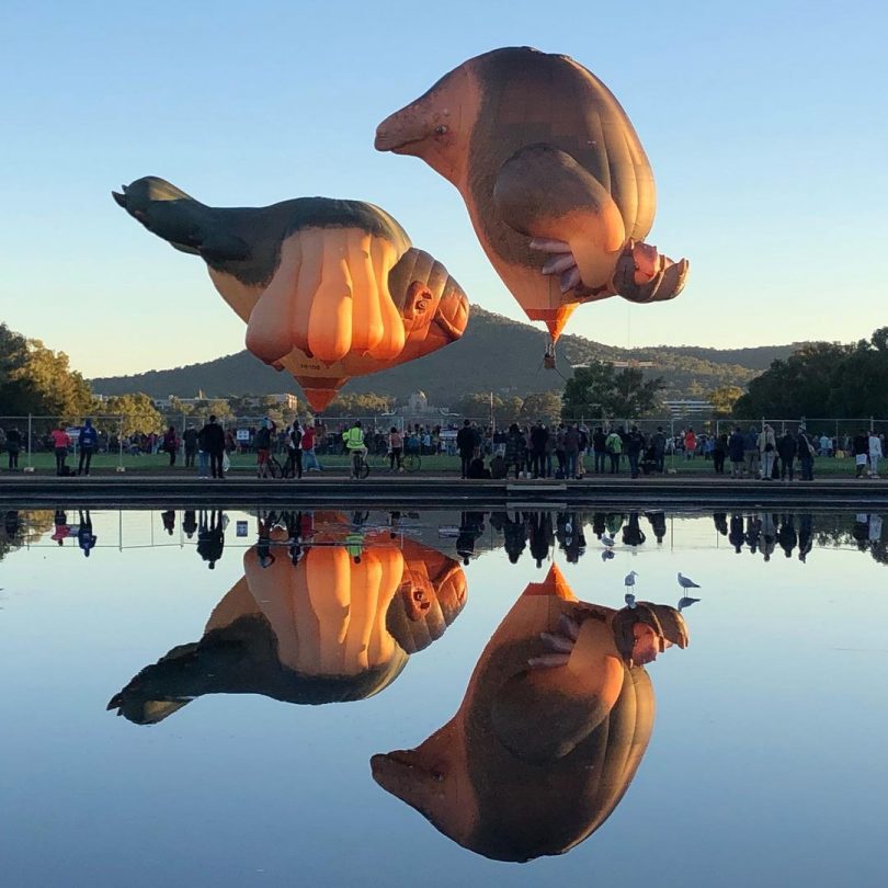 Skywhale and Skywhalepapa