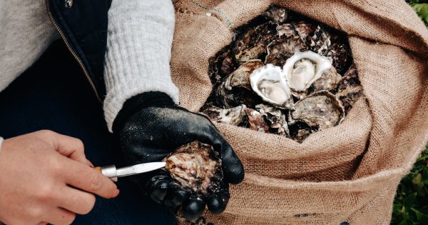 Oysters off the Easter menu for many after devastating floods