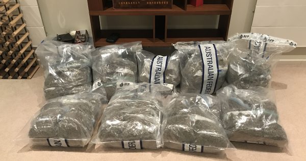 Police seize 43 kg of cannabis and cash after raids in Palmerston and Yarralumla