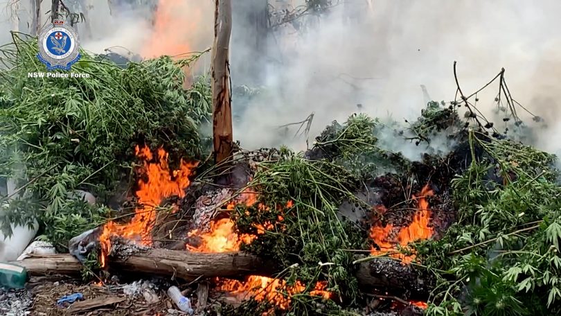 Cannabis plants being burnt
