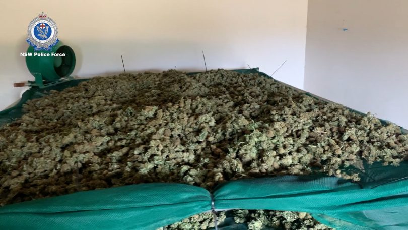 Some of the mature cannabis seized by police