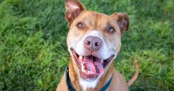 RSPCA’s Pets of the Week – Linus & Jerry