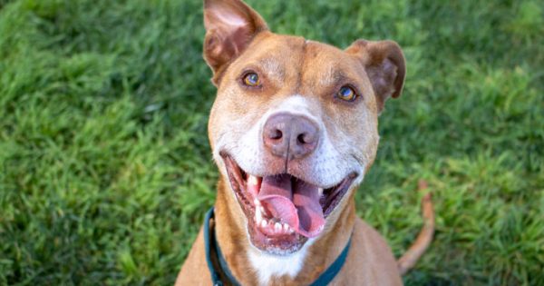 RSPCA’s Pets of the Week – Linus & Jerry