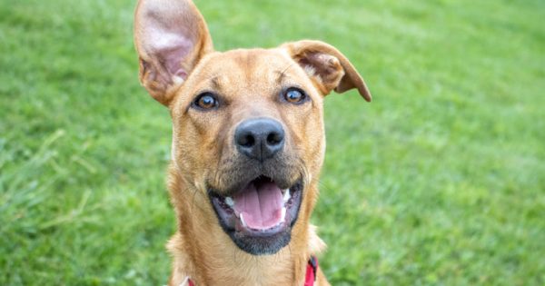 RSPCA’s Pets of the Week – Jerry & Joey