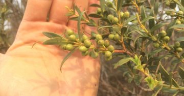 New bid to save critically endangered Mongarlowe Mallee