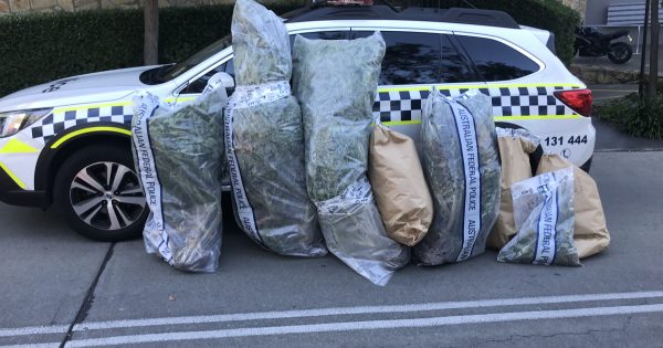 Four cannabis plants weighing 91 kg confiscated from Belconnen balcony