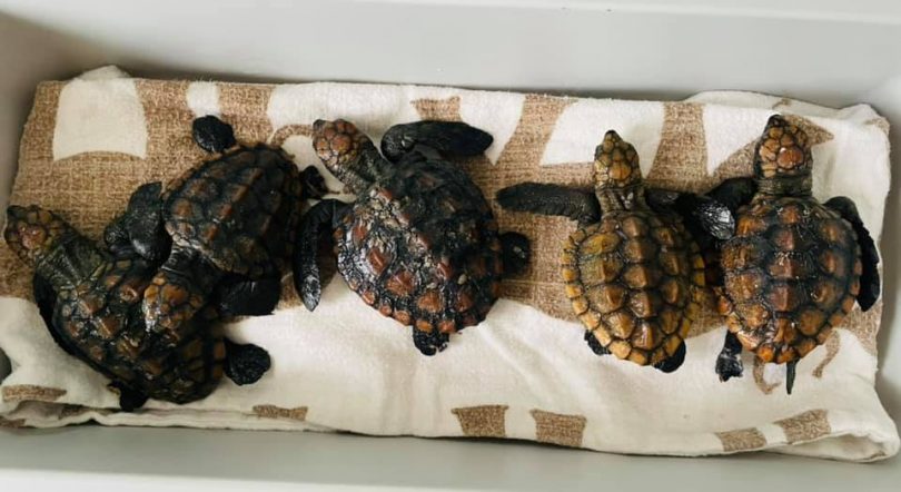 Loggerhead turtle hatchllngs