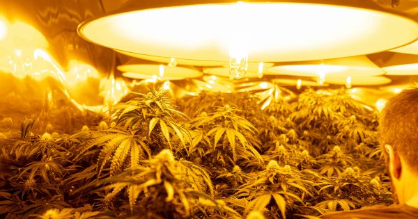 Hundreds of cannabis plants seized from home in West Belconnen