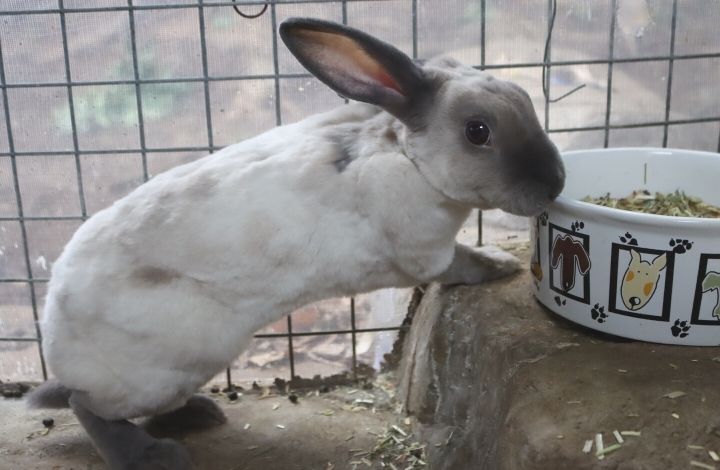 Marshmallow