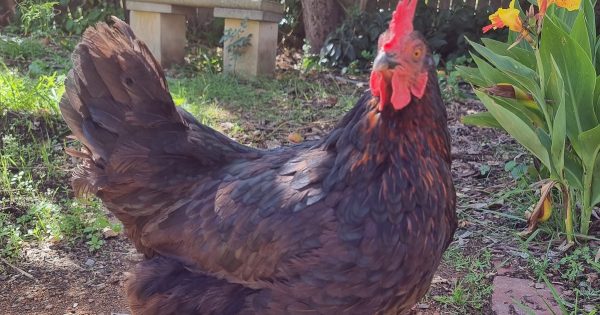 Feathers ruffled over curious case of Queanbeyan's missing chicken