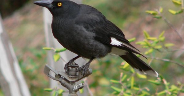 Are currawongs always in the wrong?