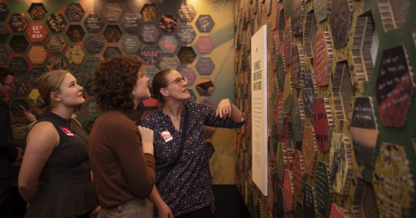 Bees and democracy? A hive of activity at MOAD reveals some wannabee pollenticians