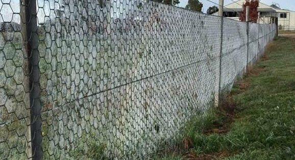 Thousands of spiders blanket rural NSW with their webs