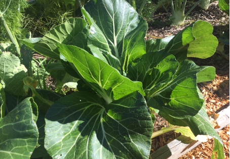 Notes from the Kitchen Garden: May means planting many more lovely leafy greens