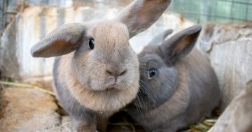 RSPCA’s Pets of the Week – Marley, Biscuit and Snuggy