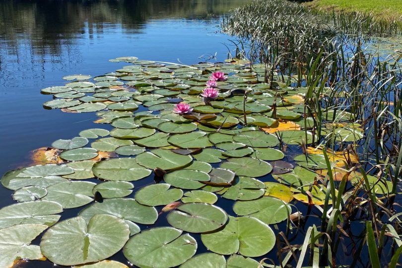 Lilies on the Wollondilly River
