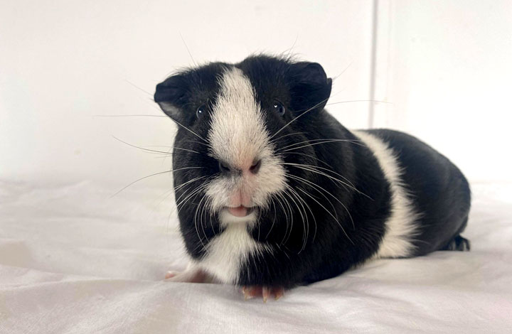 Porky