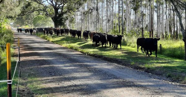 Braidwood couple relocates cattle lost (and then found) in major flood