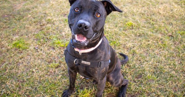 RSPCA’s Pets of the Week – Keely and Samson