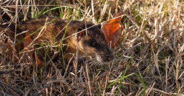 Another Wildcare success story: Pansto the rakali released back into the river