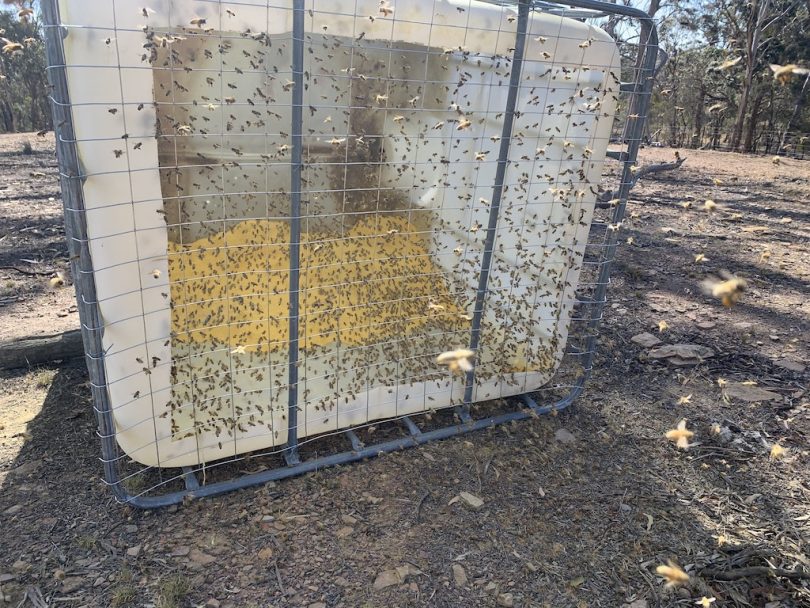 Bees collecting protein powder