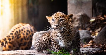 Spot the leopard: two new cubs are out of hiding at the National Zoo & Aquarium