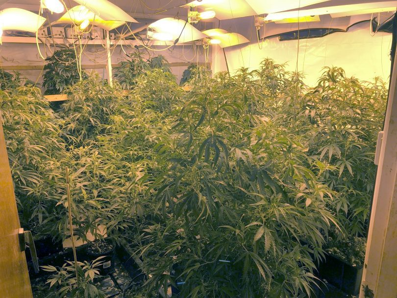 Cannabis plants
