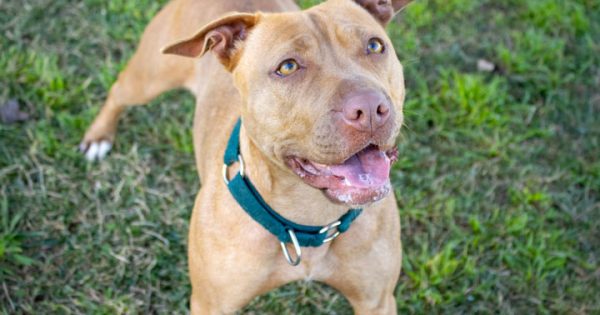 RSPCA’s Pets of the Week – Tiki and Nara