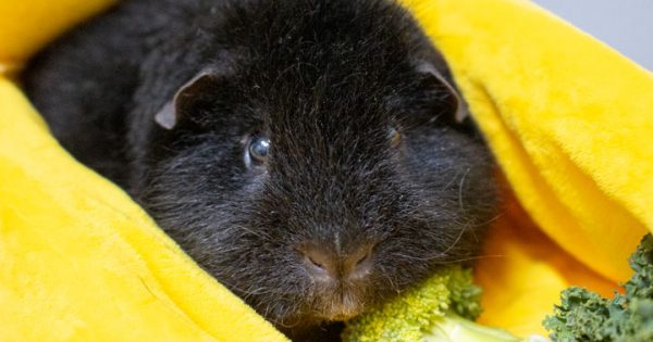 RSPCA’s Pets of the Week – Toro and Isabelle