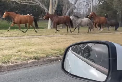 Gate meddler blamed for releasing 21 horses at Kaleen