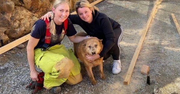 A paw-some effort from firies ensures Rusty is safe and sound after falling in hole