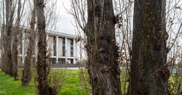 What will replace the National Library's poplars in its Forecourt facelift?