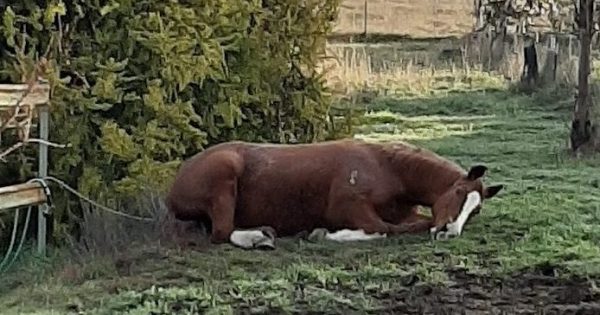 Yass firies come to the rescue of Molly the mare