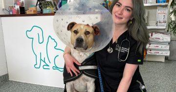 Bruiser and Pauly reunited thanks to generous Canberrans