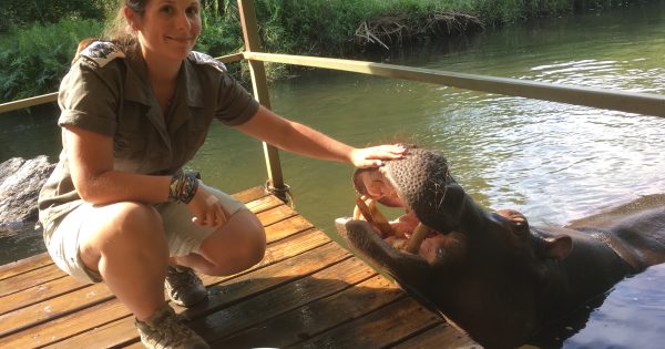 How to bring out the best in your cat, dog ... or hippo