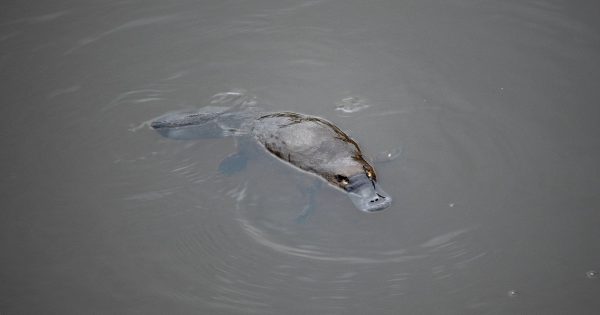 UPDATED: Why platypus are starring on this month's bill