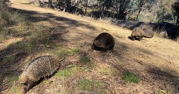Echidna sex-trains point to firm population numbers in Gungahlin sanctuary